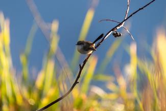 small bird in Mardi wetlands