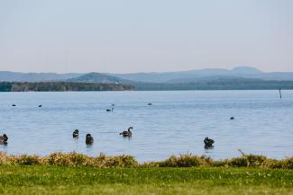 Black swans on Tuggerah Lake