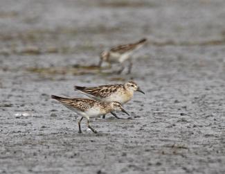 Sharp Tailed Sandpipers