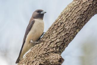 White Breasted Woodswallow