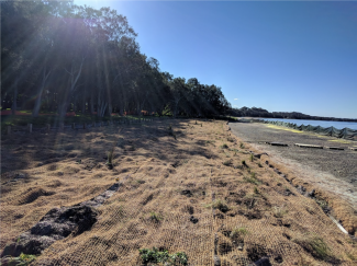 Berkeley Vale Saltmarsh - This location was thoroughly weeded and saw excellent natural regeneration. The site was mulched with sea grass wrack, stabilized with coir mesh and planted into with native saltmarsh species of providence.